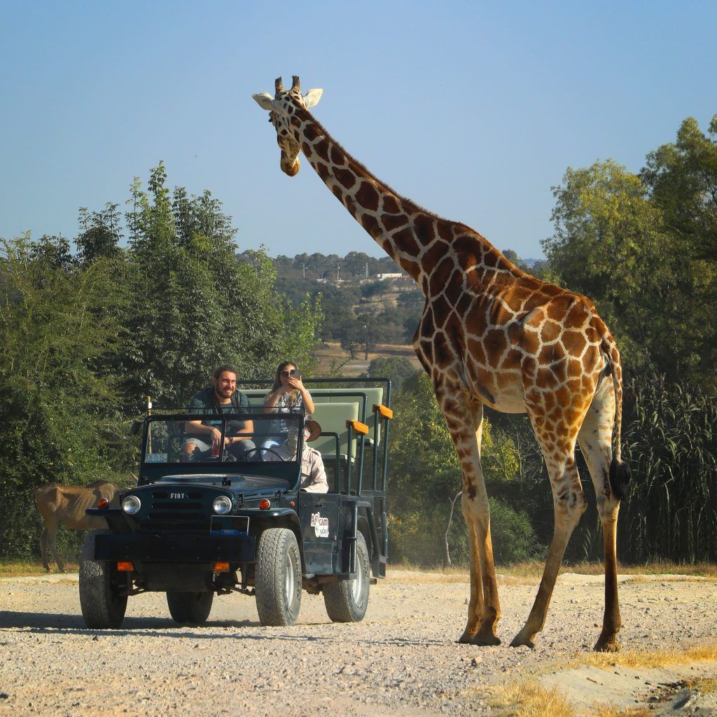 Foto: Perfil de Facebook Africam Safari